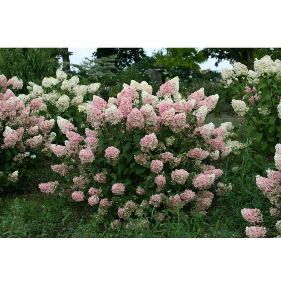 Outdoor Plants * | Best Reviews Of 2 Gal. Strawberry Sundae Hydrangea Shrub With White To Pink Flowers By First Editions