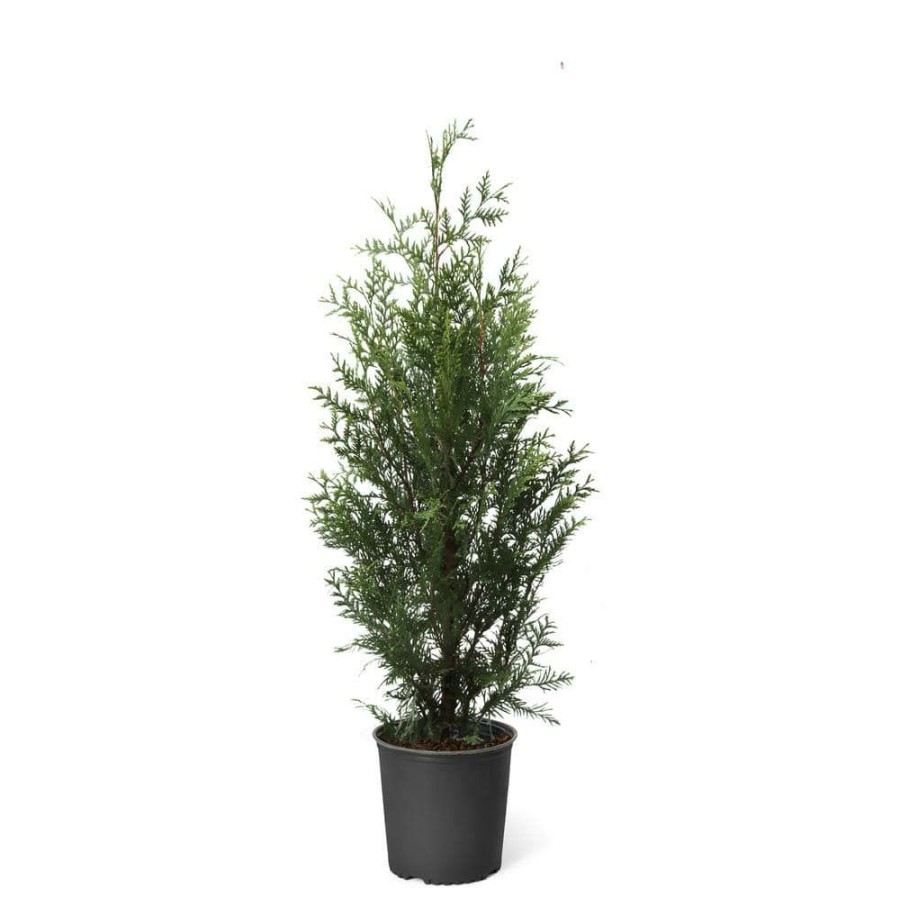 Outdoor Plants * | Buy 3 Gal. Thuja Green Giant Evergreen Trees By Brighter Blooms