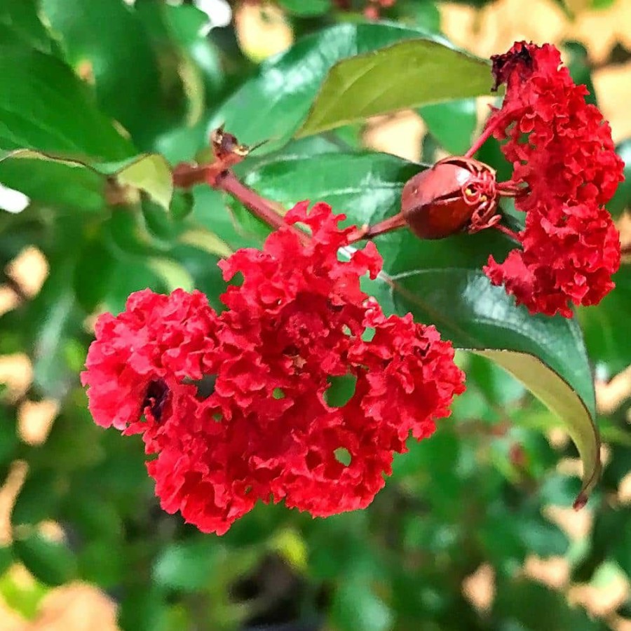 Outdoor Plants * | Hot Sale 1 Gal. Ruffled Red Magic Crape Myrtle Tree By First Editions