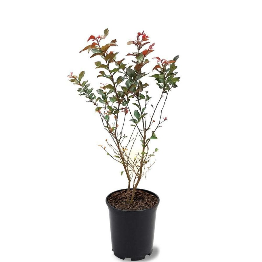 Outdoor Plants * | Hot Sale 1 Gal. Ruffled Red Magic Crape Myrtle Tree By First Editions