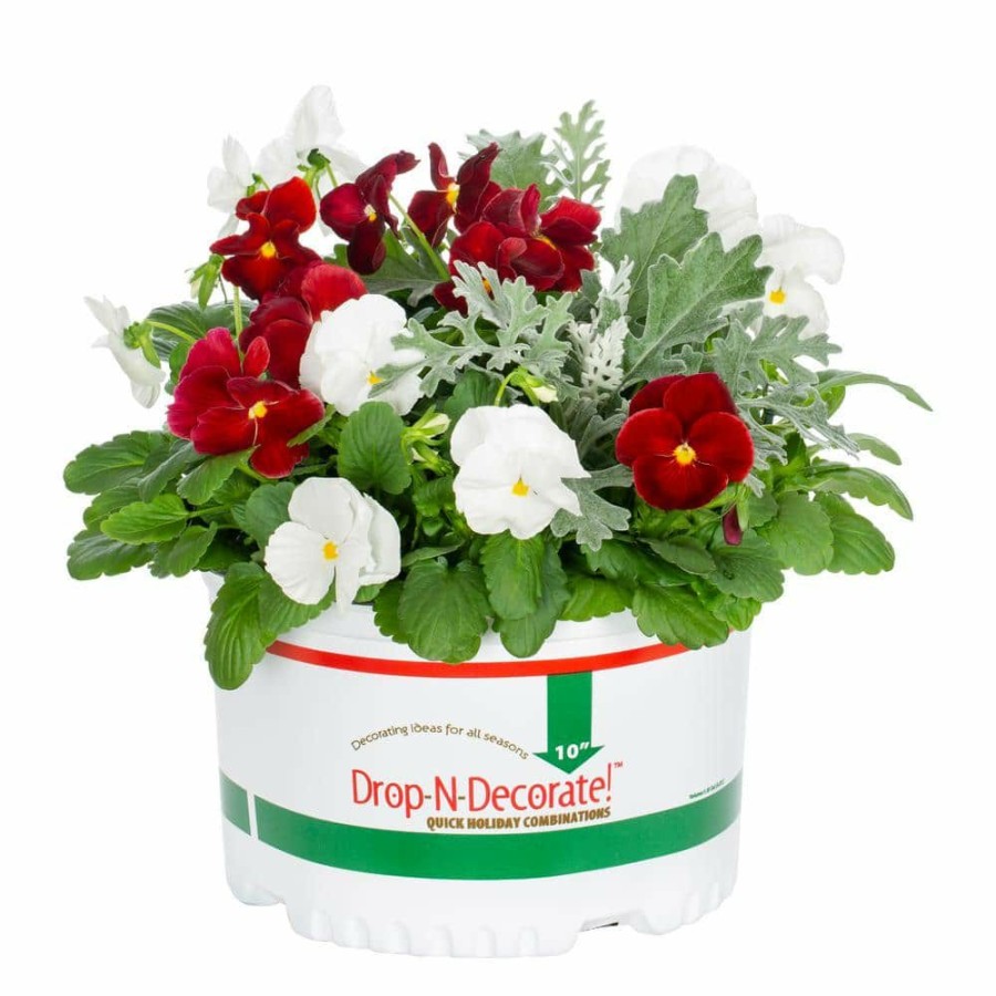 Outdoor Plants * | Cheapest 1.5 Gal. Drop N Decorate Holiday Combo Pansy, Dusty Miller Annual Plant (1-Pack) By Metrolina Greenhouses