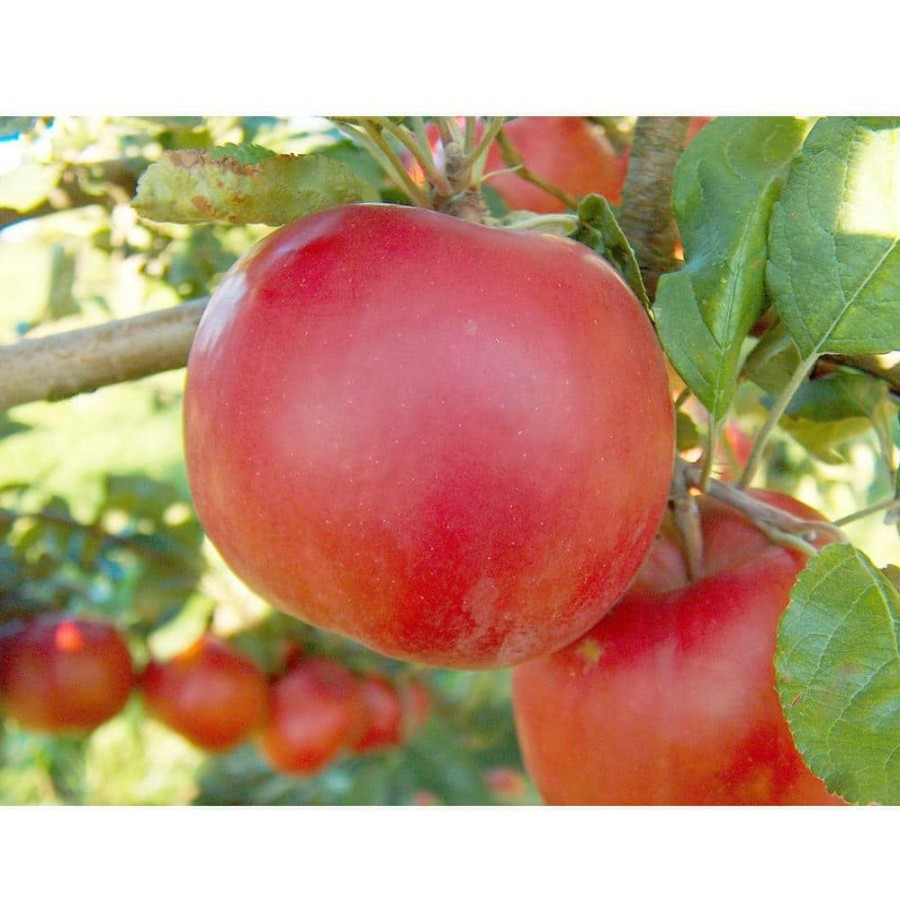 Outdoor Plants * | New Dwarf Red Mcintosh Apple Tree Bare Root By Online Orchards