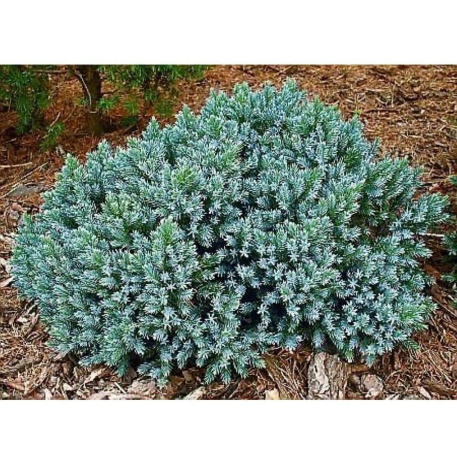 Outdoor Plants * | Best Deal 1 Gal. Blue Star Juniper Shrub Turquoise And Silver, Low Maintenance Dwarf Conifer Drought Tolerant By Online Orchards