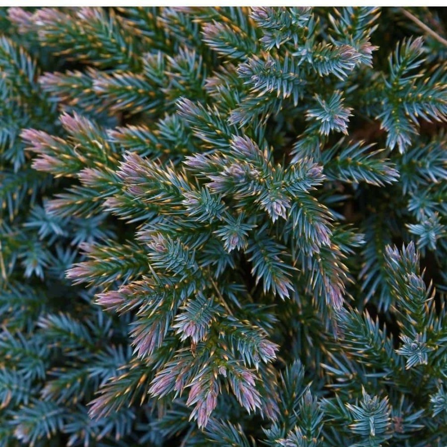 Outdoor Plants * | Best Deal 1 Gal. Blue Star Juniper Shrub Turquoise And Silver, Low Maintenance Dwarf Conifer Drought Tolerant By Online Orchards