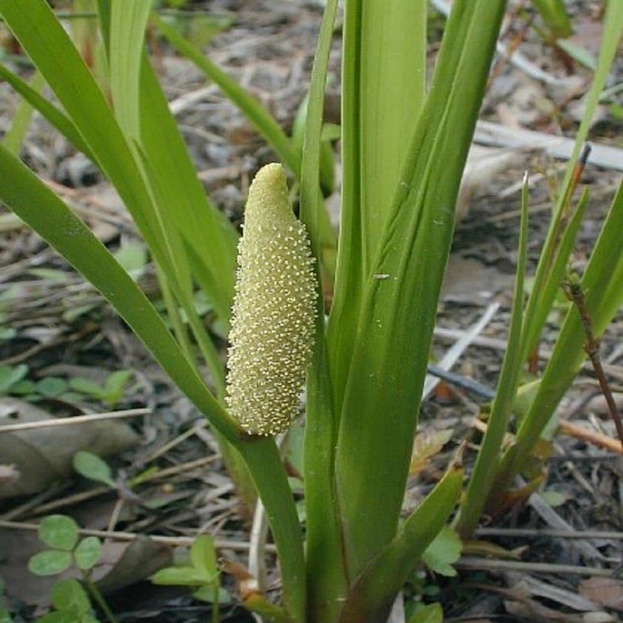 Outdoor Plants * | Promo Givhandys 4 In. Potted Sweet Flag Bog/Marginal Aquatic Pond Plant By Unbranded