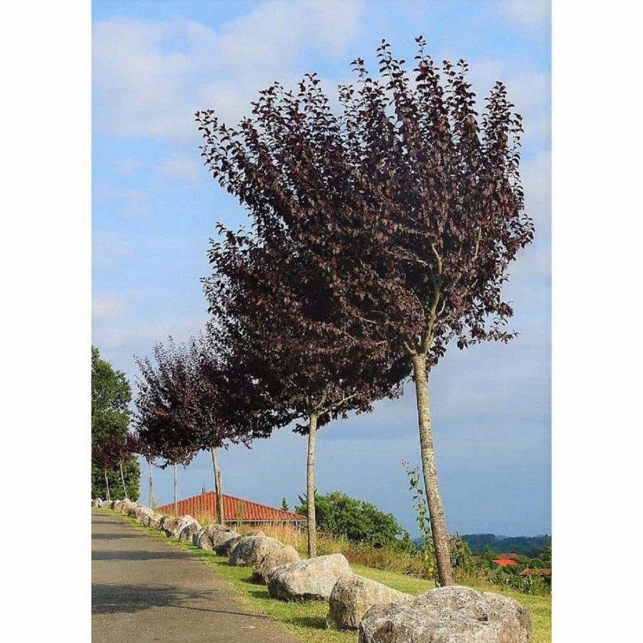 Outdoor Plants * | Cheapest Vesuvius Flowering Plum Tree (Bare Root, 3 Ft. To 4 Ft. Tall) By Online Orchards