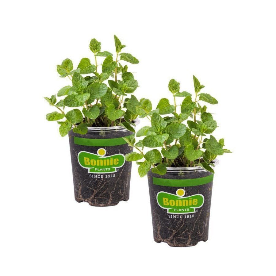 Outdoor Plants * | Cheapest 19 Oz. Spearmint Herb Plant (2-Pack) By Bonnie Plants