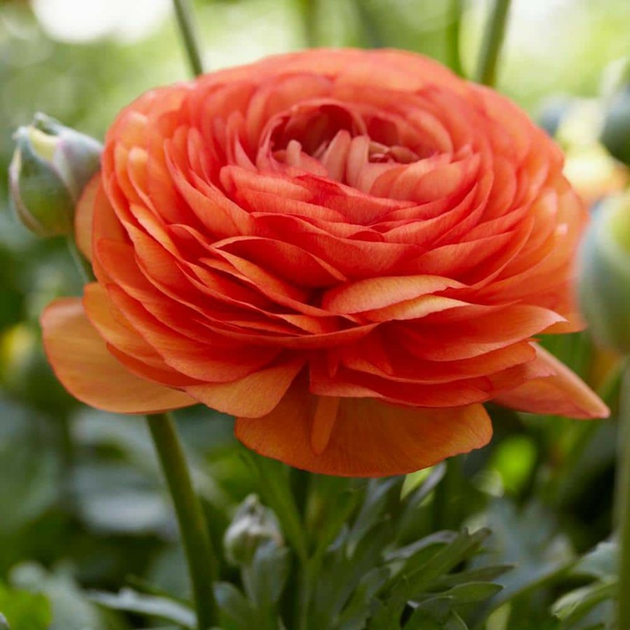 Outdoor Plants * | Outlet Butter Cups Bulbs Ranunculus Double Tangerine (Set Of 25) By Van Zyverden