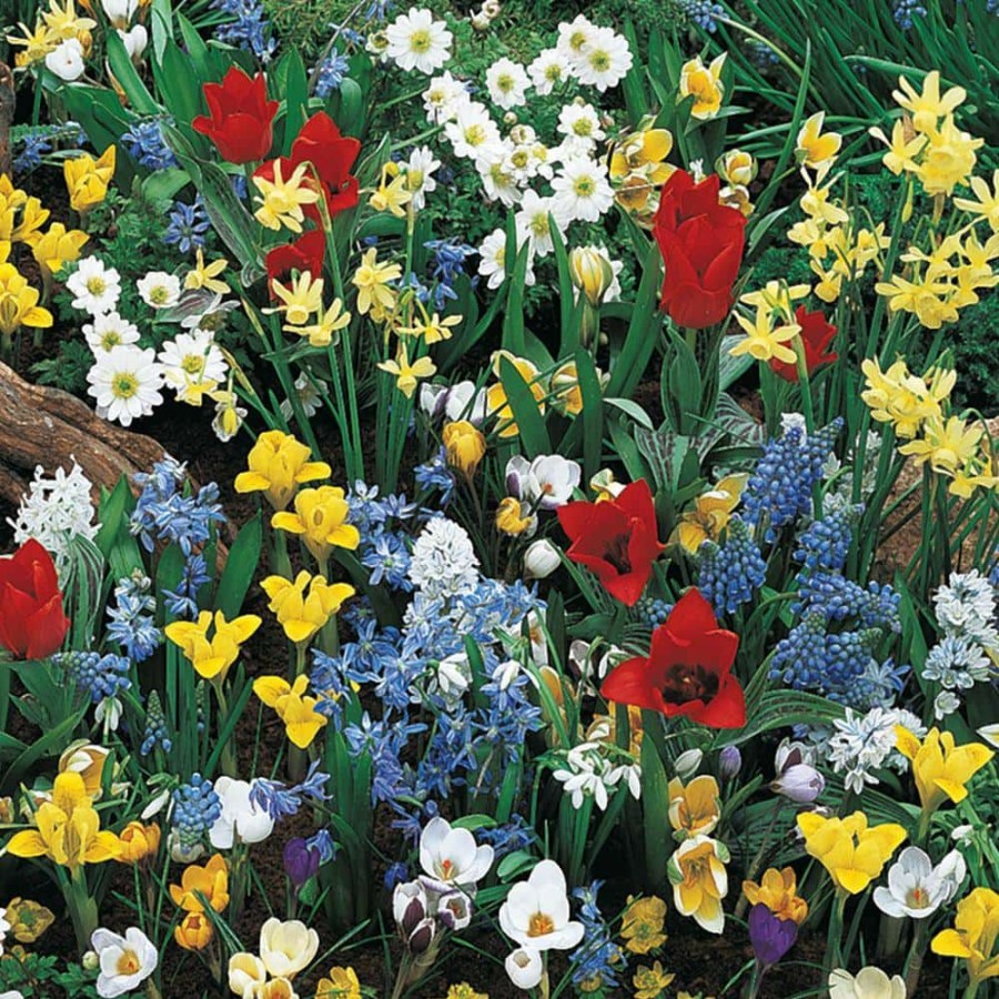 Outdoor Plants * | Brand New Wild Flower Spring Blooming Bulbs Mixture (100-Pack) By Van Bourgondien