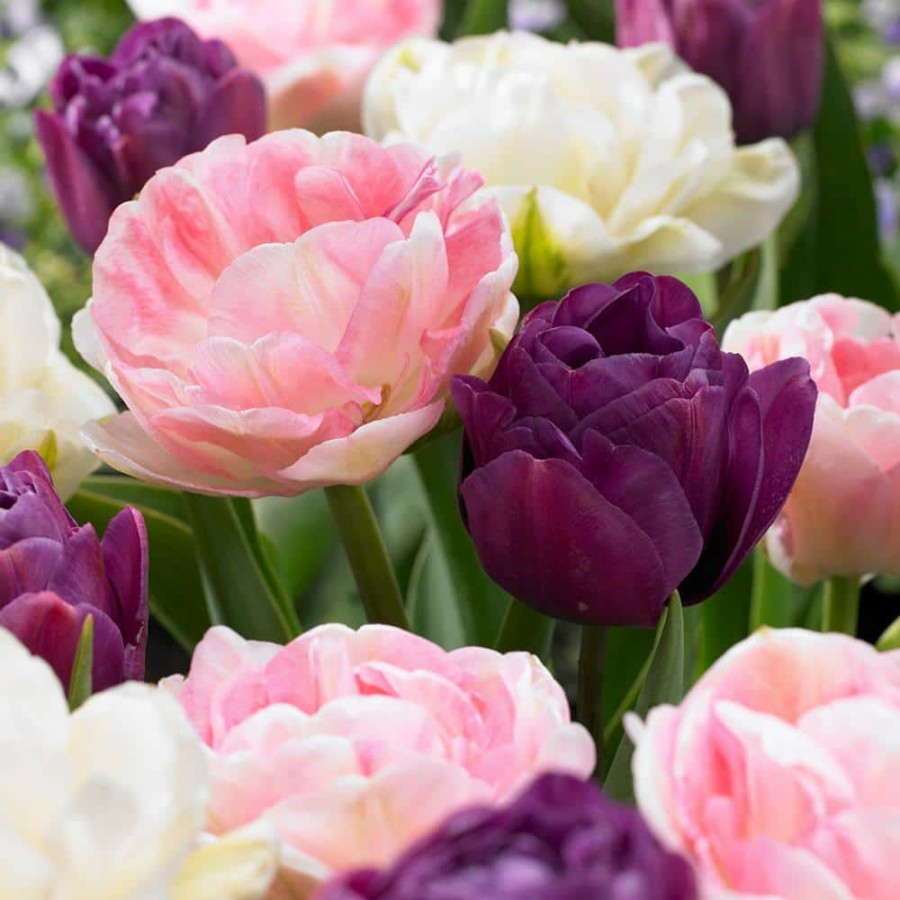 Outdoor Plants * | Deals Tulips Bulbs Double Peony Blend (Set Of 15) By Van Zyverden