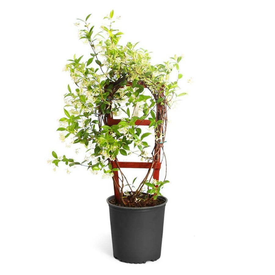 Outdoor Plants * | Brand New 3 Gal. Star Jasmine Flowering Vine On Trellis By Brighter Blooms