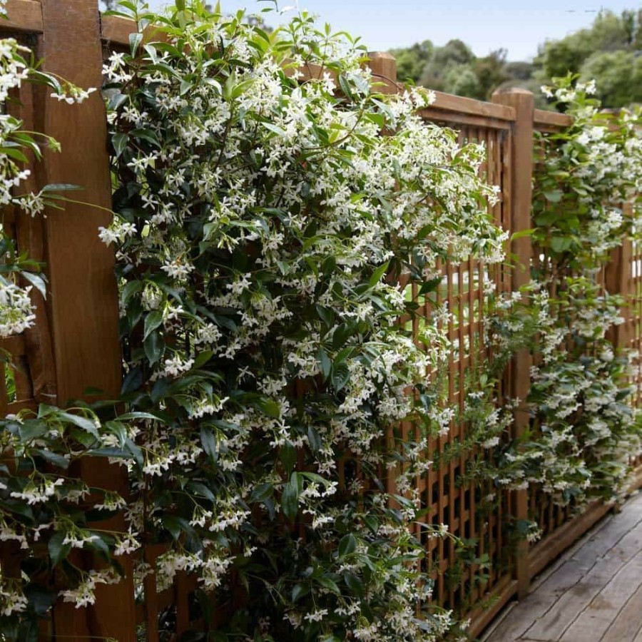 Outdoor Plants * | Brand New 3 Gal. Star Jasmine Flowering Vine On Trellis By Brighter Blooms