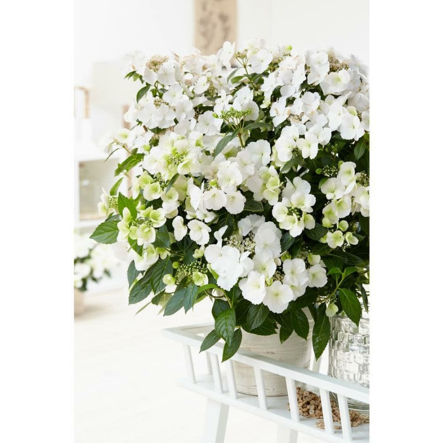 Outdoor Plants * | Deals 1 Gal. Fairytrail Bride (Cascade Hydrangea) Live Plant, Shrub, White Flowers By Proven Winners