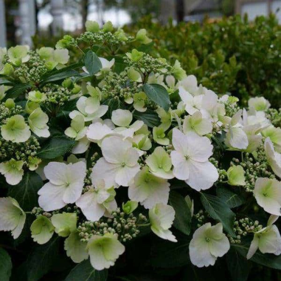 Outdoor Plants * | Deals 1 Gal. Fairytrail Bride (Cascade Hydrangea) Live Plant, Shrub, White Flowers By Proven Winners