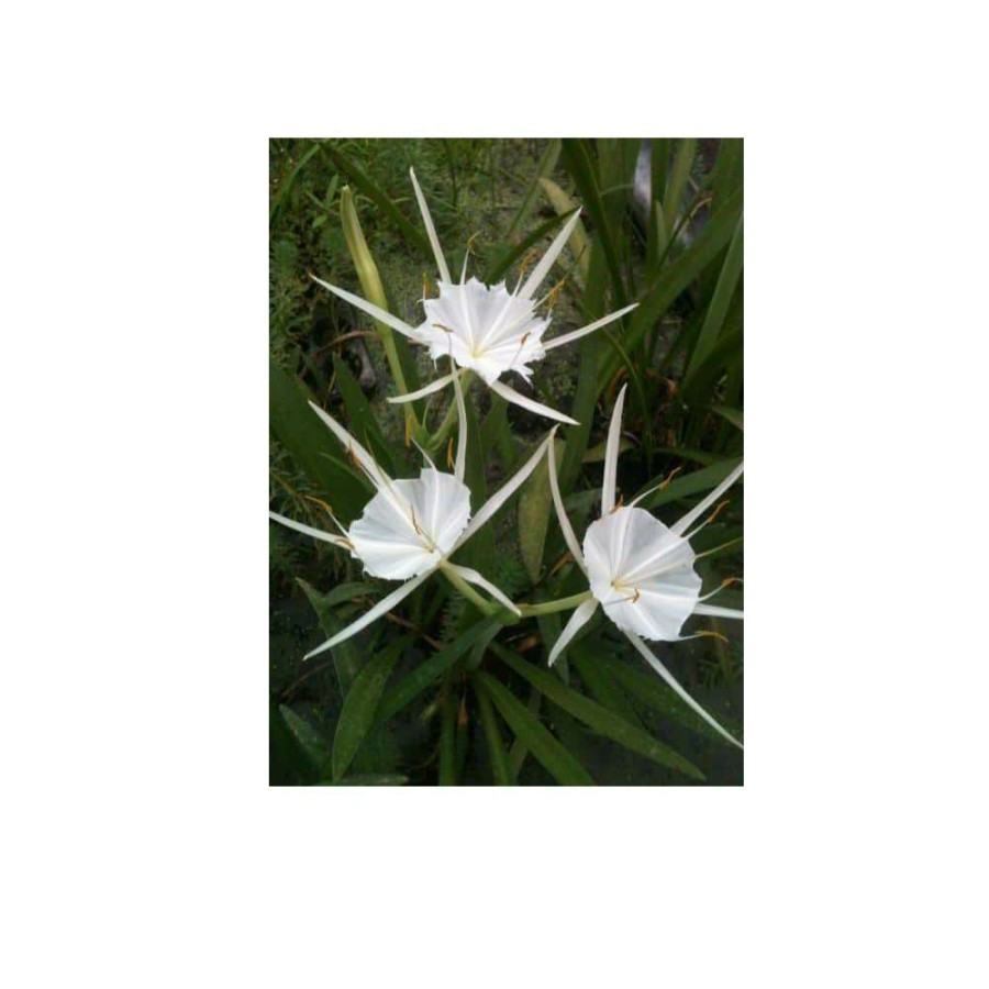 Outdoor Plants * | Best Pirce 4 In. Spider Lily Potted Bog/Marginal Pond Plant By Unbranded