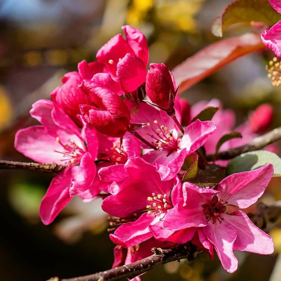 Outdoor Plants * | Coupon 5 Gal. Profusion Crabapple Tree With Pink Blossoms By Unbranded