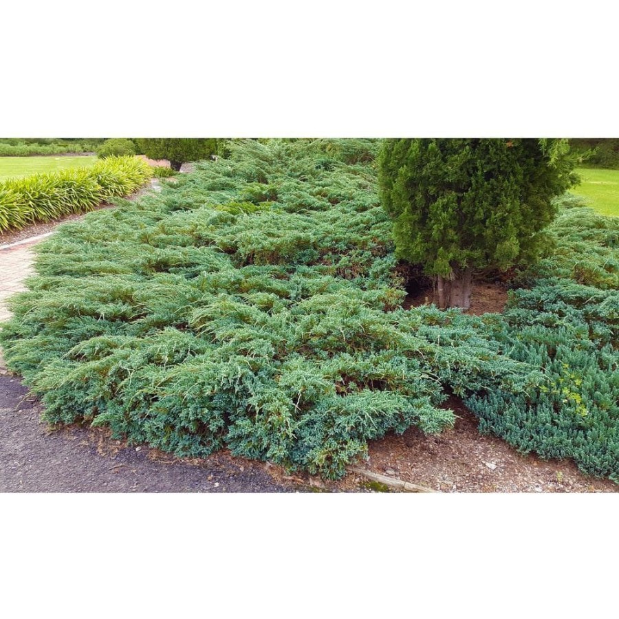 Outdoor Plants * | Brand New 1 Gal. Blue Rug Juniper Shrub Unique Blue Evergreen Ground Cover Shrub, Drought Tolerant By Online Orchards