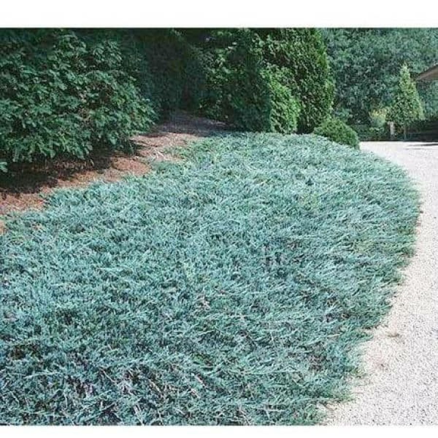 Outdoor Plants * | Brand New 1 Gal. Blue Rug Juniper Shrub Unique Blue Evergreen Ground Cover Shrub, Drought Tolerant By Online Orchards