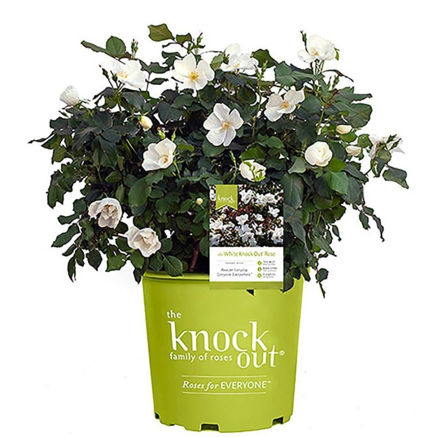 Outdoor Plants * | Top 10 3 Gal. The White Rose Bush With White Flowers By Knock Out