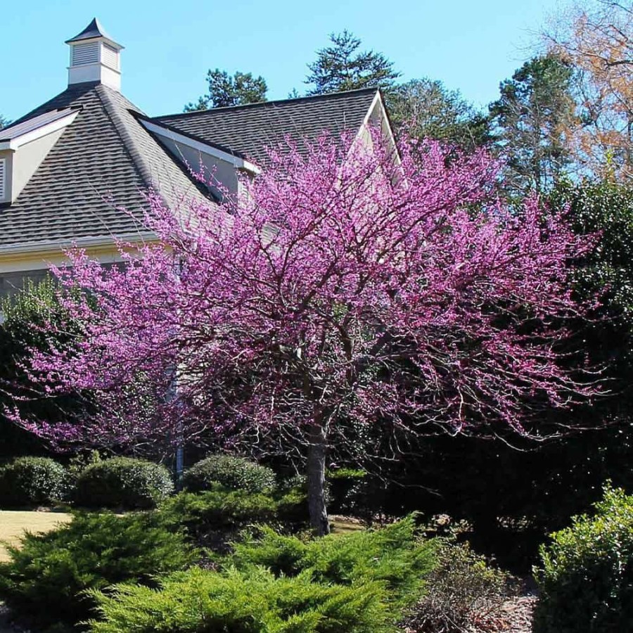 Outdoor Plants * | Best Reviews Of 5 Gal. Purple Eastern Redbud Tree By Brighter Blooms