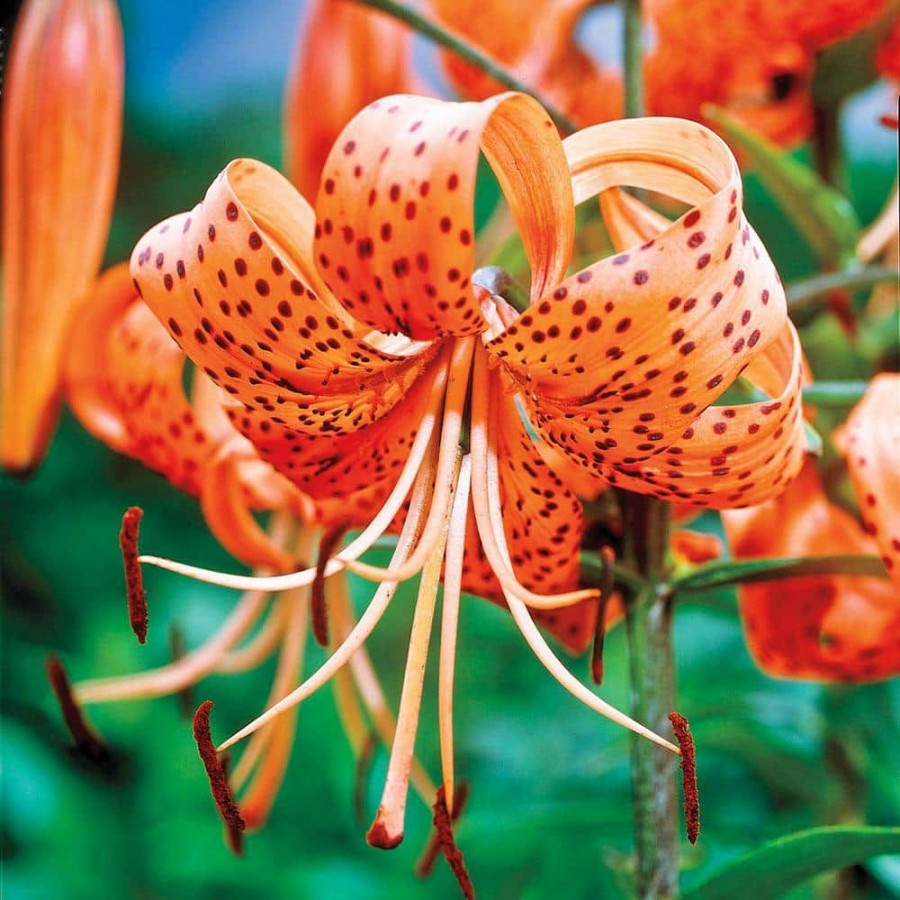 Outdoor Plants * | Coupon Tiger Lily Tigrinum Splendens Bulbs (5-Pack) By Breck'S