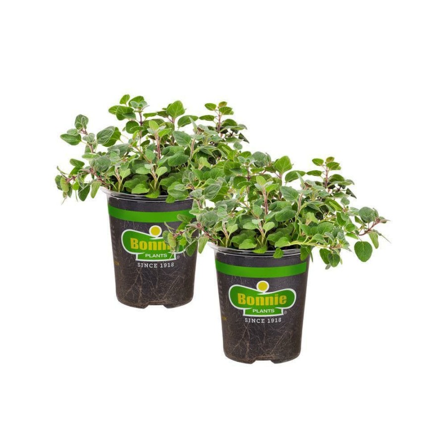 Outdoor Plants * | Coupon 19 Oz. Greek Oregano Herb Plant (2-Pack) By Bonnie Plants