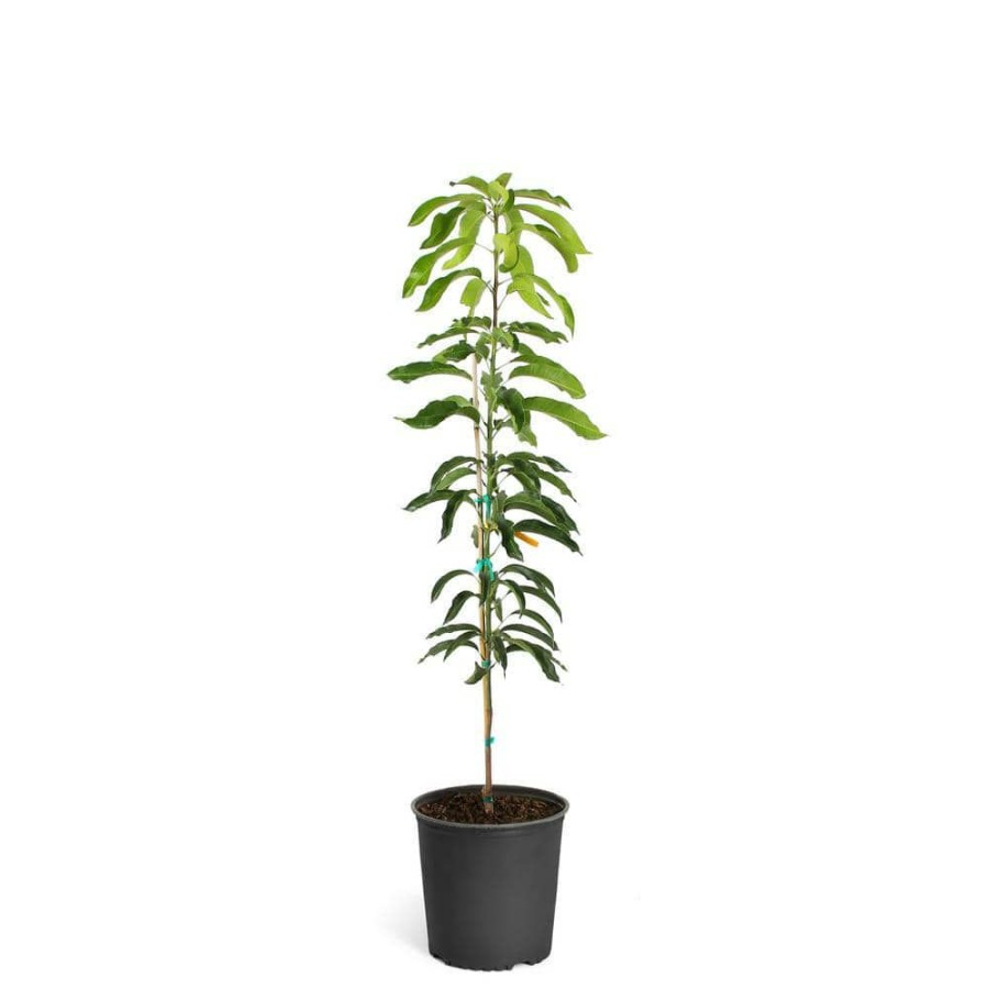 Outdoor Plants * | Best Reviews Of 3 Gal. Glenn Mango Tree By Brighter Blooms