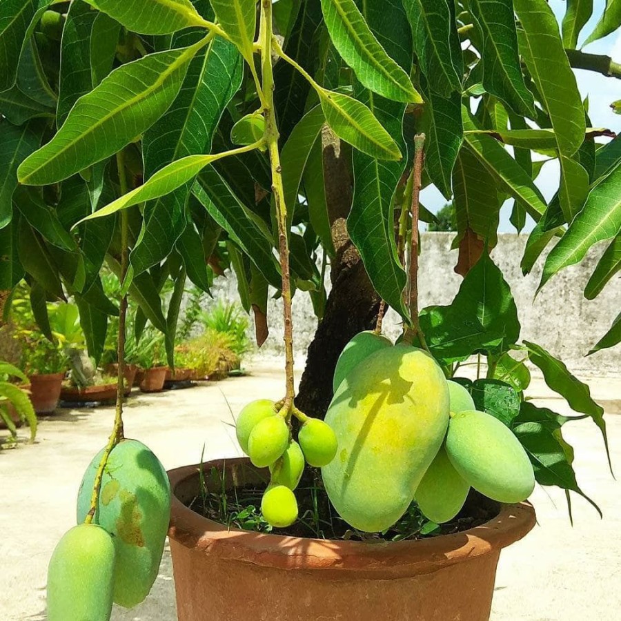 Outdoor Plants * | Best Reviews Of 3 Gal. Glenn Mango Tree By Brighter Blooms