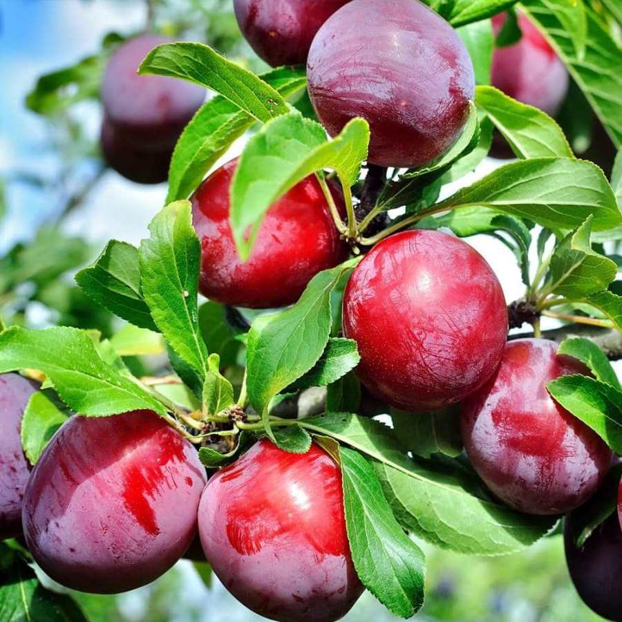 Outdoor Plants * | Flash Sale 1 Gal. Santa Rosa Plum Tree By Unbranded