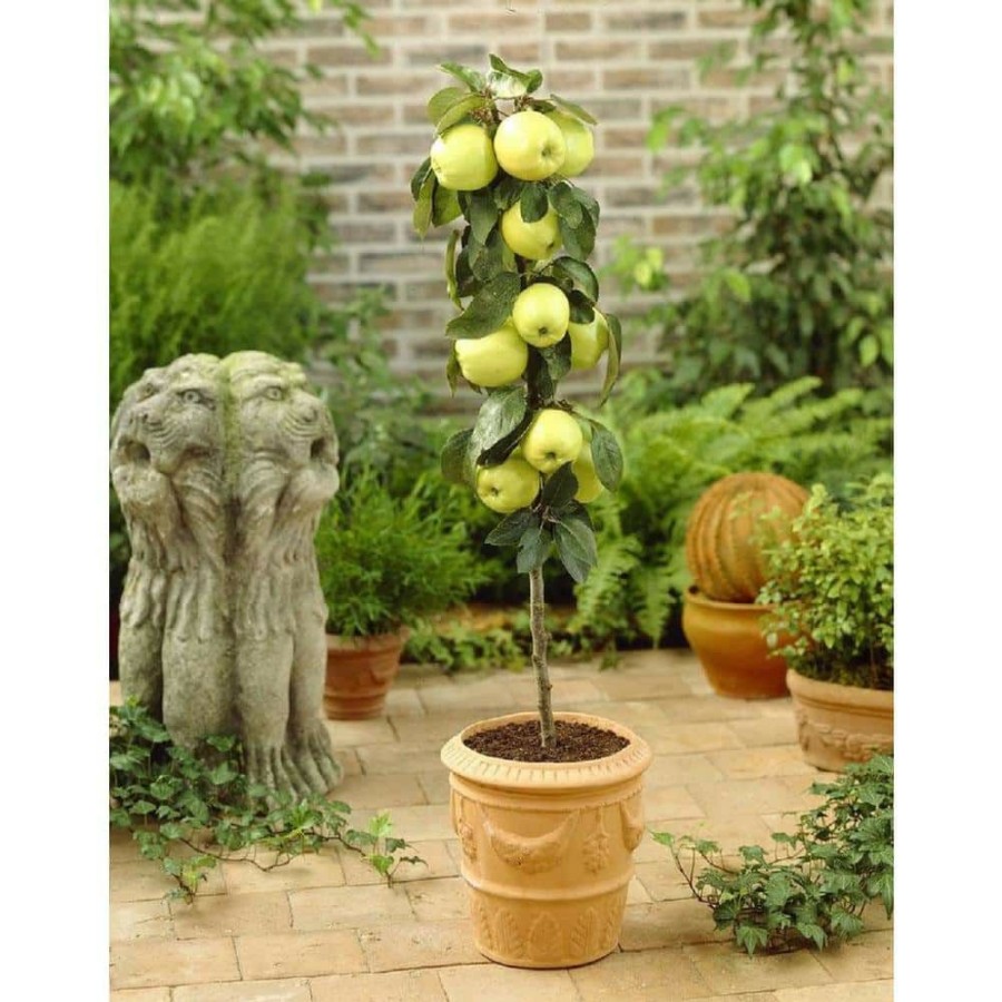 Outdoor Plants * | Coupon 3 Gal. Golden Sentinel Live Apple Tree With Golden Fruits By Bell Nursery