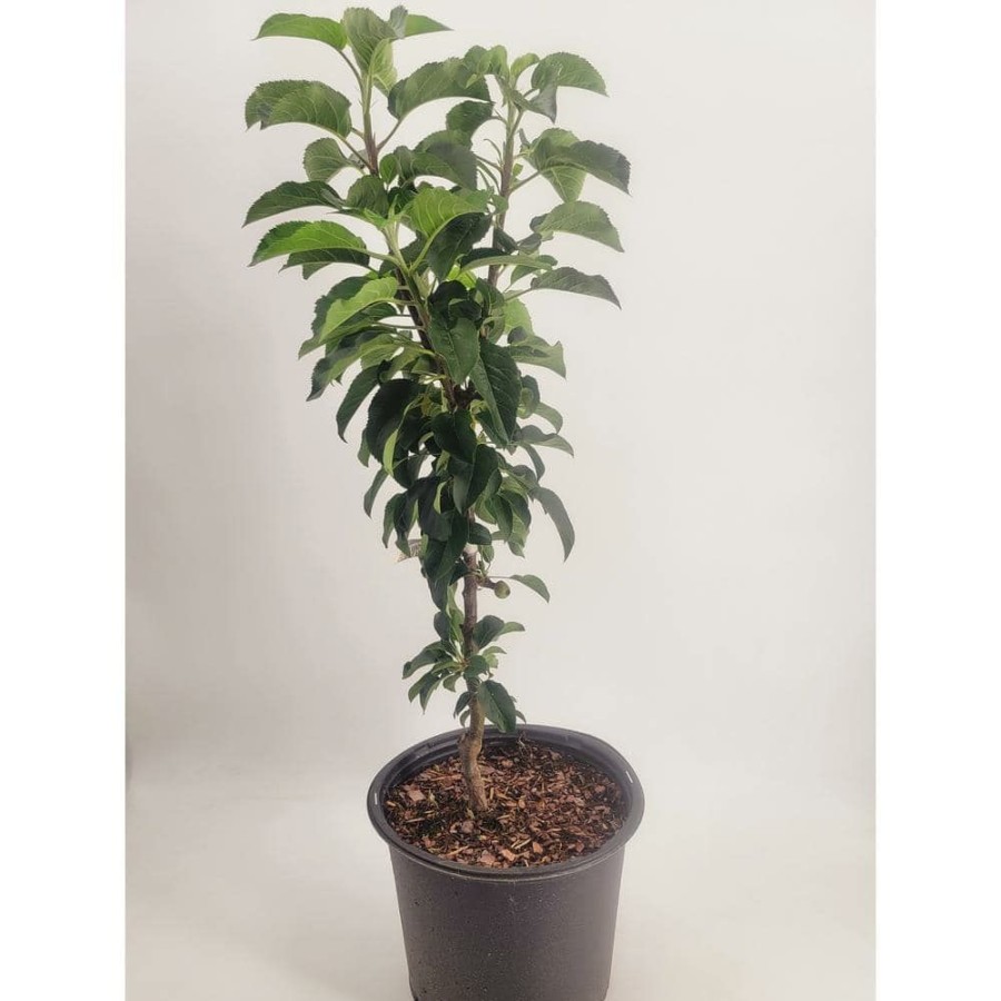 Outdoor Plants * | Coupon 3 Gal. Golden Sentinel Live Apple Tree With Golden Fruits By Bell Nursery