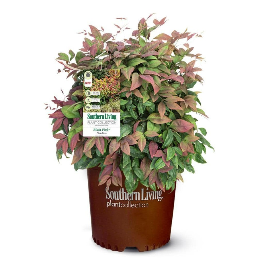 Outdoor Plants * | Promo 2 Gal. Nandina Blush Pink Shrub With Pink And Red Foliage By Southern Living