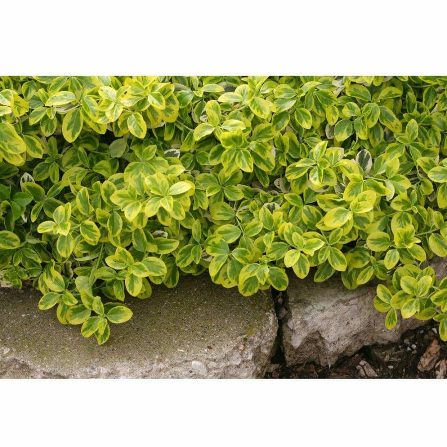 Outdoor Plants * | Deals 1 Gal. Gold Splash Wintercreeper (Euonymus) Live Evergreen Shrub, Green And Yellow Foliage By Proven Winners