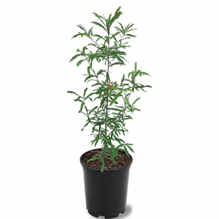 Outdoor Plants * | Outlet 1 Gal. Willow Deciduous Oak Tree By Unbranded