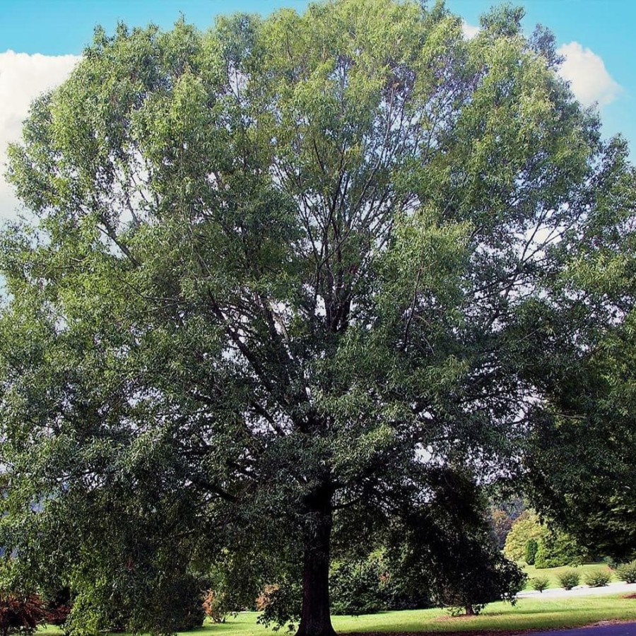 Outdoor Plants * | Outlet 1 Gal. Willow Deciduous Oak Tree By Unbranded