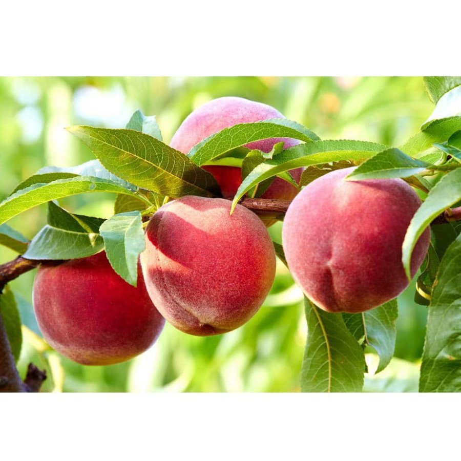 Outdoor Plants * | Deals 3 Ft. Frost Peach Tree Semi Dwarf With Cold Hardy And Delicious Fruit By Online Orchards