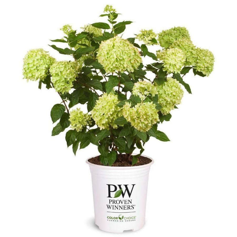 Outdoor Plants * | Outlet Proven Winner 2 Gal. Hydrangea Little Lime Plant With Green To Pink Flowers By Unbranded