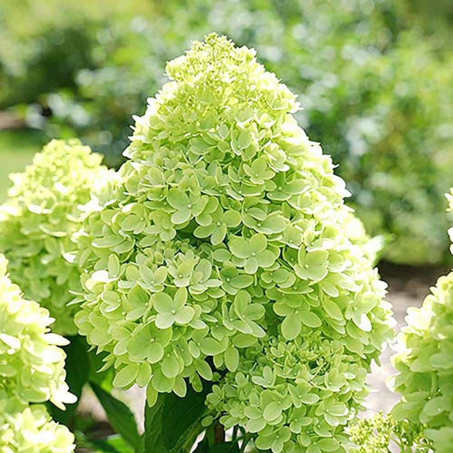 Outdoor Plants * | Outlet Proven Winner 2 Gal. Hydrangea Little Lime Plant With Green To Pink Flowers By Unbranded