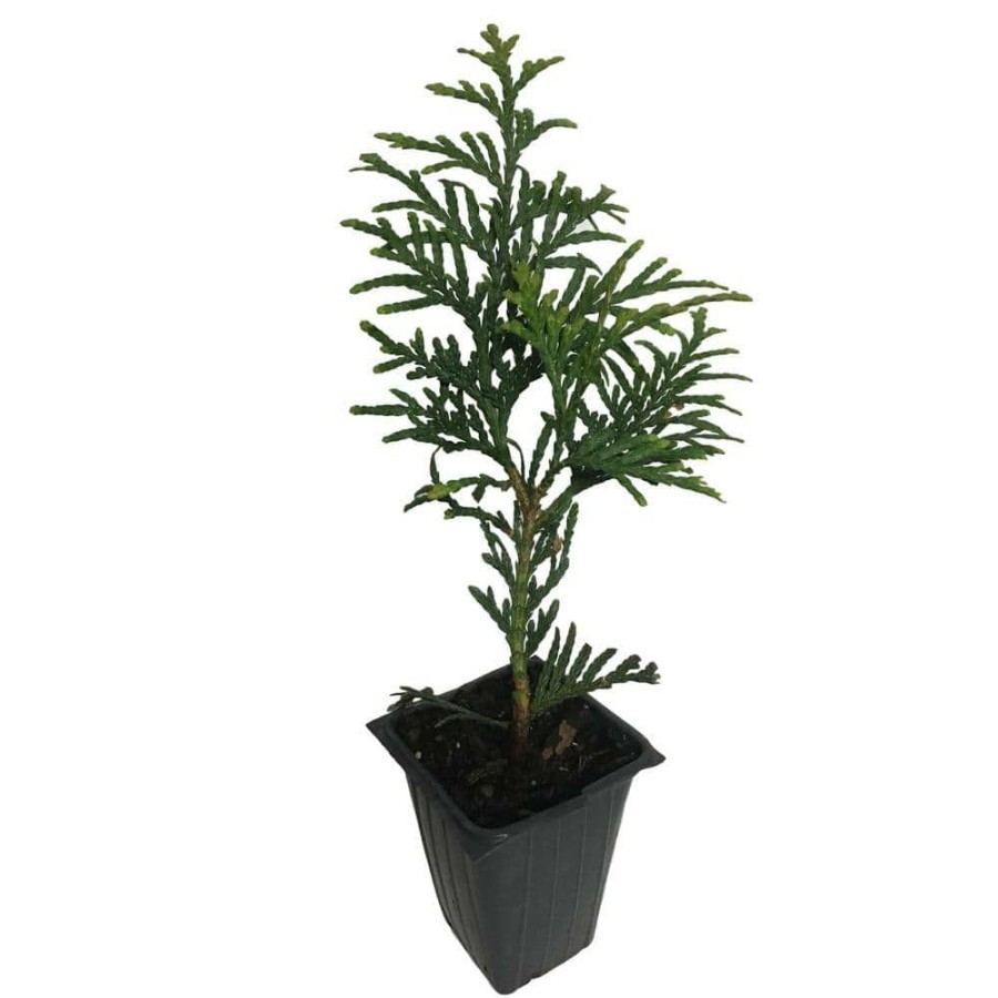 Outdoor Plants * | Brand New Green Giant Arborvitae, 4-Plants In 4-Separate 2.5 In. Containers 6 In. To 14 In. Tall By Daylily Nursery