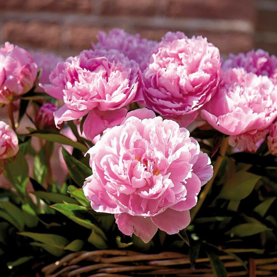 Outdoor Plants * | Best Pirce Peonies Bulbs Sarah Bernhardt (Set Of 5 Roots) By Van Zyverden