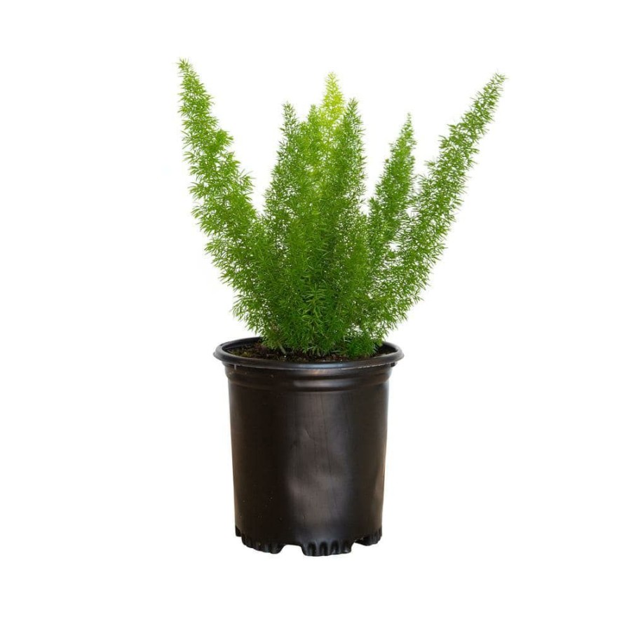 Outdoor Plants * | Brand New 2.5 Qt. Foxtail Fern (Asparagus Densiflorus) Live Semi-Evergreen Perennial Plant With Green Foliage By Flowerwood