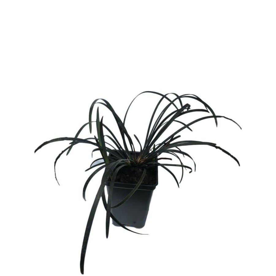 Outdoor Plants * | Discount 2.25 In. Pot Black Mondo Grass Plant By Daylily Nursery