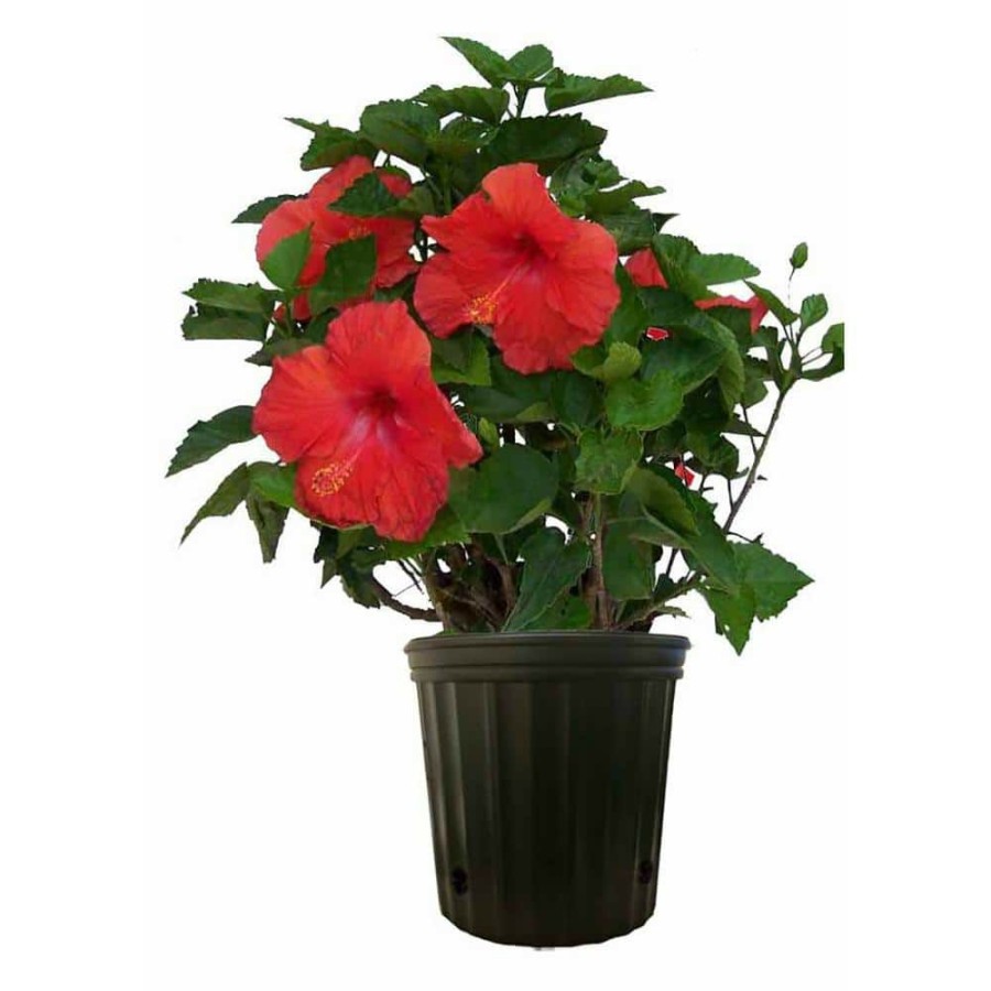 Outdoor Plants * | Outlet 10 In. 26 In. To 32 In. Tall Premium Hibiscus Flowering Bush Grower'S Choice Bloom Color Live Outdoor Plant By Costa Farms