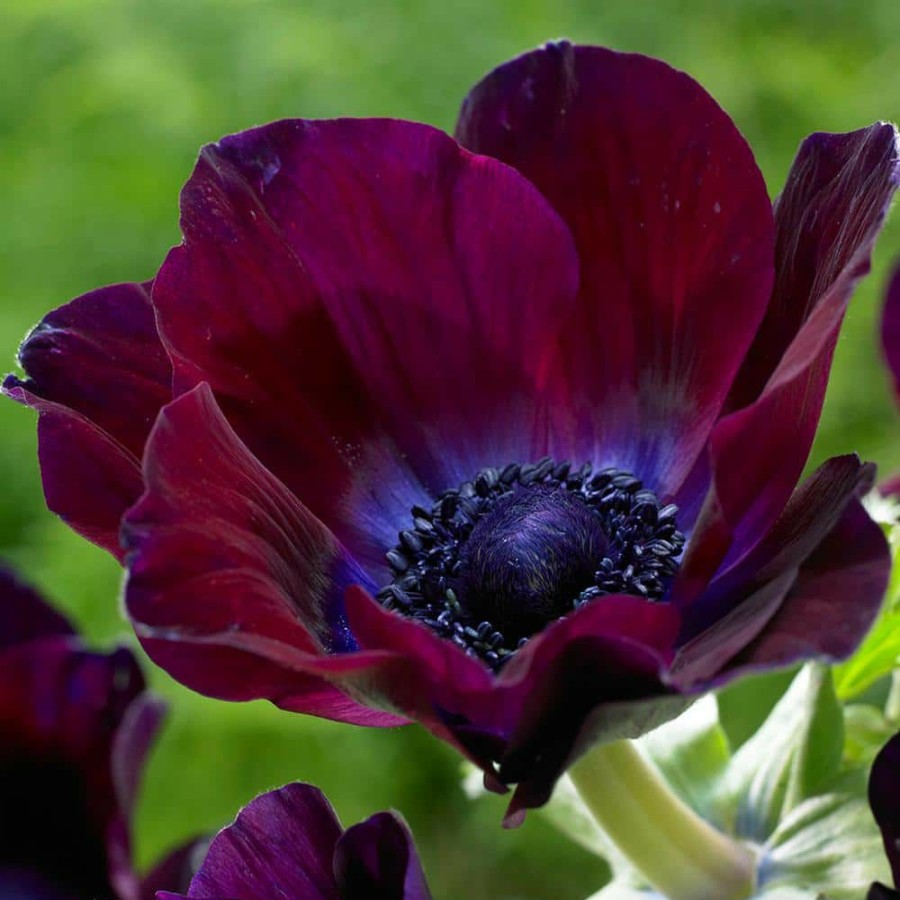 Outdoor Plants * | Buy Wind Flowers Bulbs Anemones Meron Bordeaux (Set Of 25) By Van Zyverden