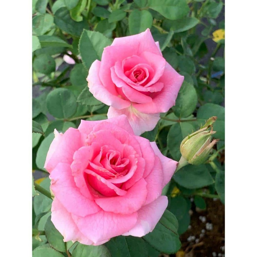 Outdoor Plants * | Coupon 2 Gal. Echo Brindabella Roses Pink Princess Plant With Fragrant Pink Flowers By Gardener'S Confidence