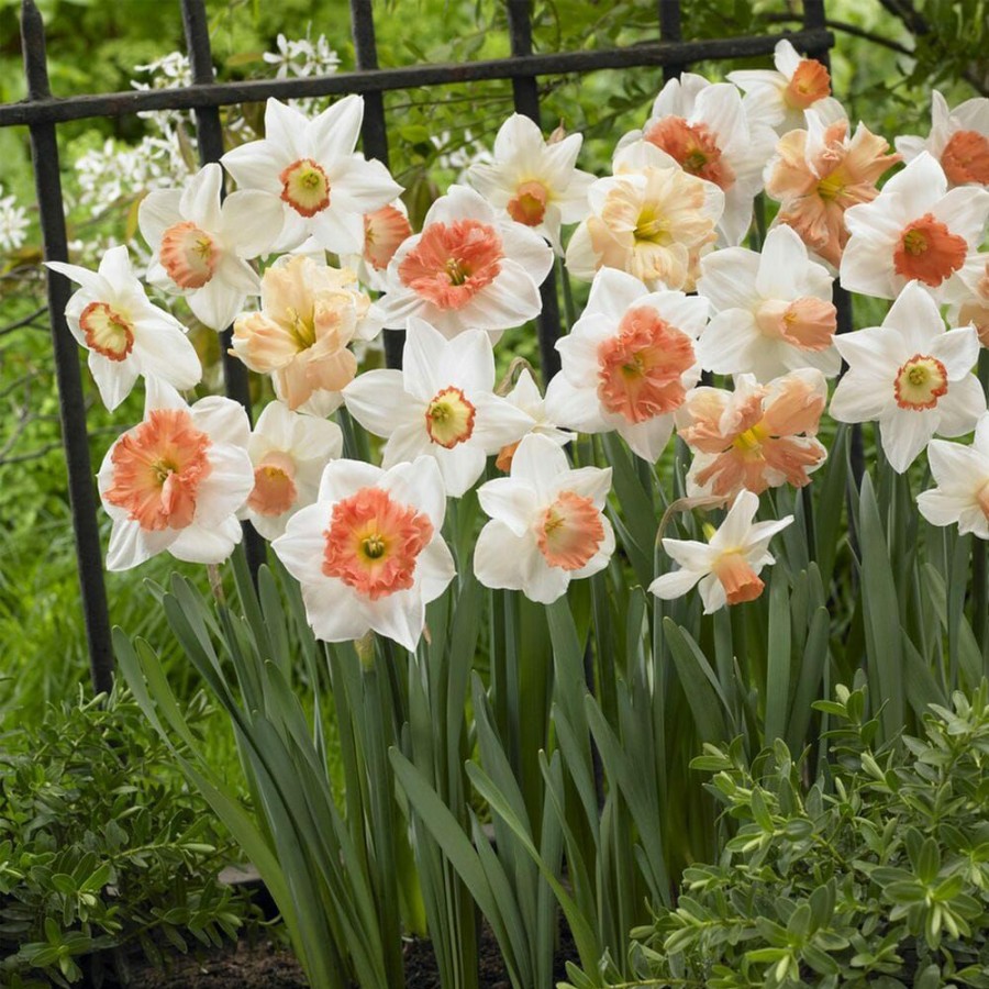 Outdoor Plants * | Best Deal 12/14 Cm Daffodil Pink Mixed Flower Bulbs (Bag Of 100) By Garden State Bulb