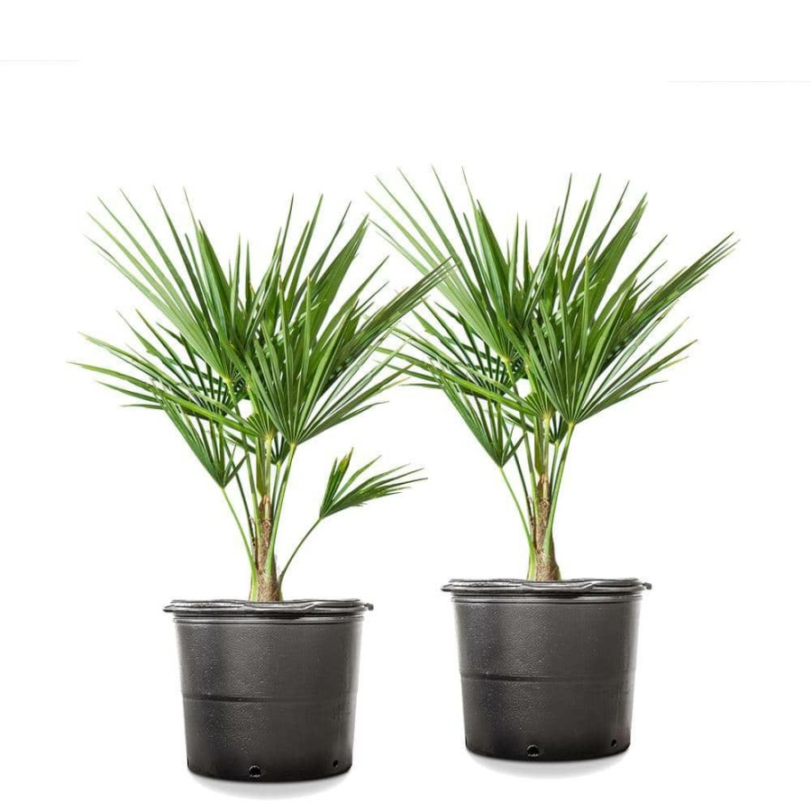 Outdoor Plants * | Promo #3 Windmill Palm (2-Pack) By Unbranded