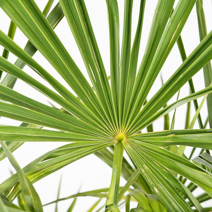 Outdoor Plants * | Promo #3 Windmill Palm (2-Pack) By Unbranded