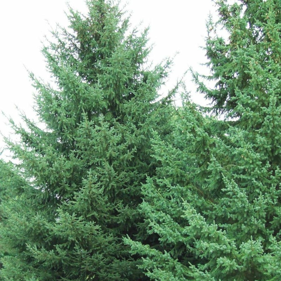 Outdoor Plants * | Flash Sale 2.5 Qt. White Spruce (Picea), Live Evergreen Shrub, Green Foliage (1-Pack) By Spring Hill Nurseries