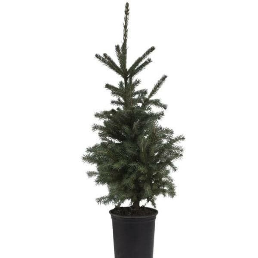 Outdoor Plants * | Flash Sale 2.5 Qt. White Spruce (Picea), Live Evergreen Shrub, Green Foliage (1-Pack) By Spring Hill Nurseries